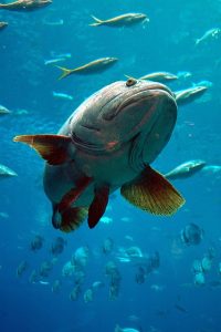 aquarium-1886582_640