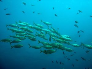 school-of-fish-756460_1280