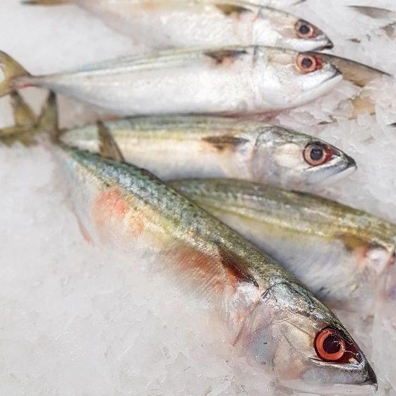 mackerel-6928146_640 mackerel-6928146_640