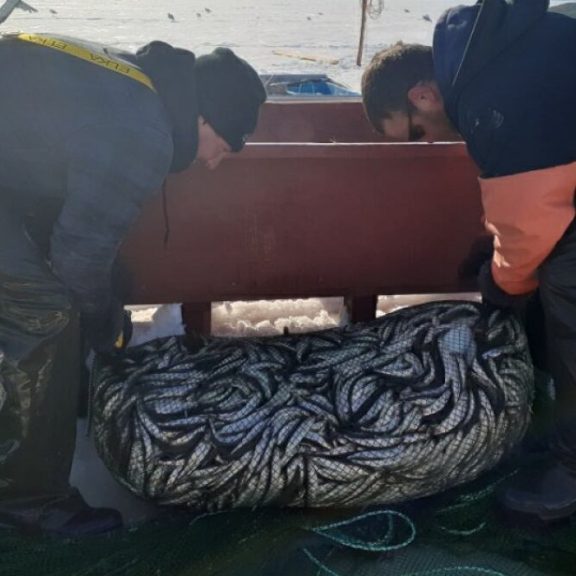 smelt-fishing smelt-fishing