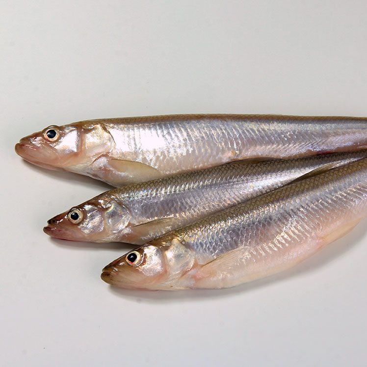 The smelt or European smelt (Osmerus eperlanus) in a plate The smelt or European smelt (Osmerus eperlanus) in a plate